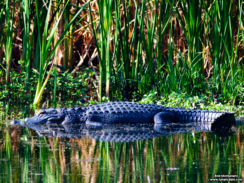 owp_alligator_150517_9