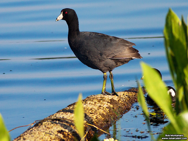 owp_coots_150519_2