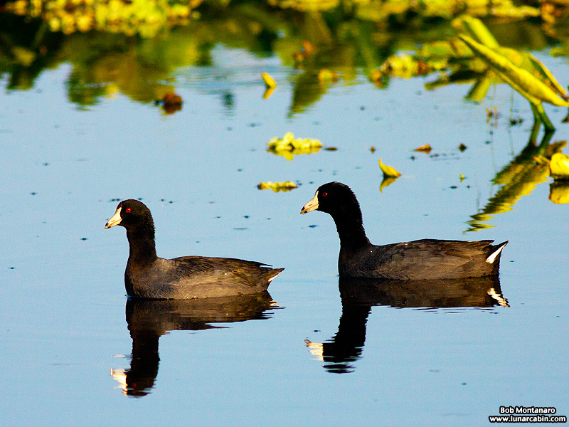 owp_coots_150519_4