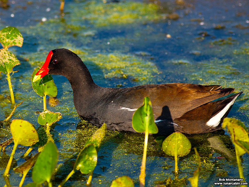 owp_moorhen_150512_1