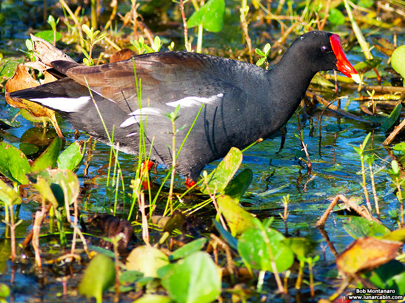 owp_moorhen_150512_3