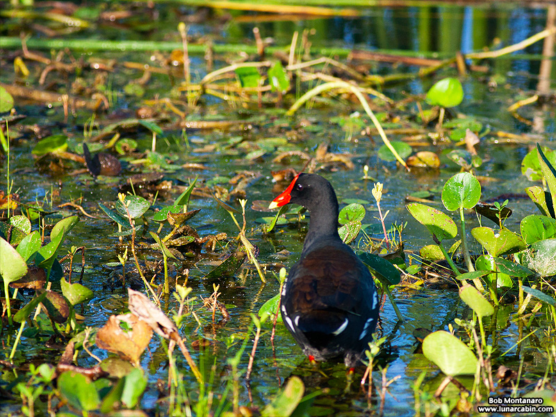 owp_moorhen_150512_4
