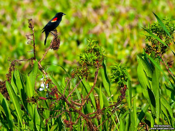 owp_red_winged_blackbird_150527_1