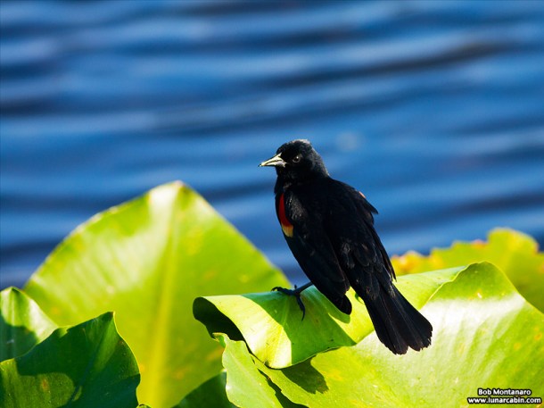 owp_red_winged_blackbird_150527_3
