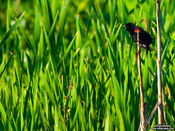 owp_red_winged_blackbird_150527_4
