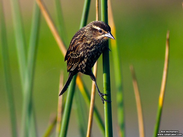 owp_red_winged_blackbird_150527_5