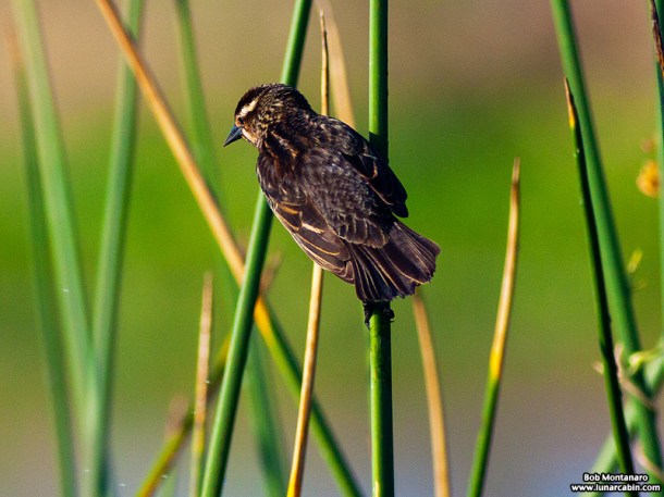 owp_red_winged_blackbird_150527_6
