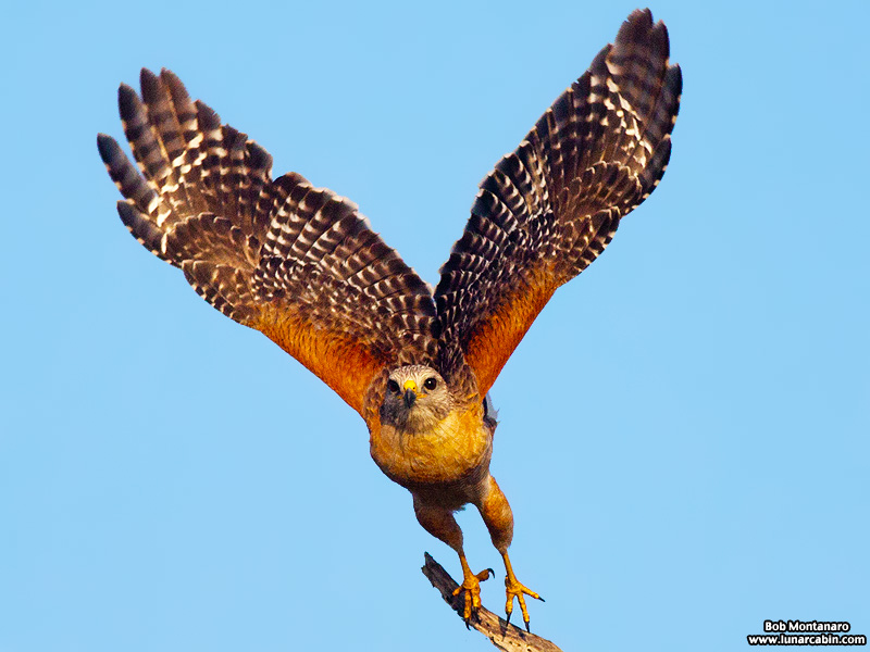 owp_redshoulderedhawk_150505_1