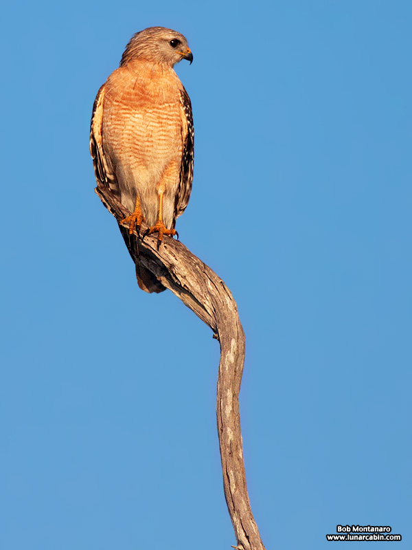 owp_redshoulderedhawk_150505_2