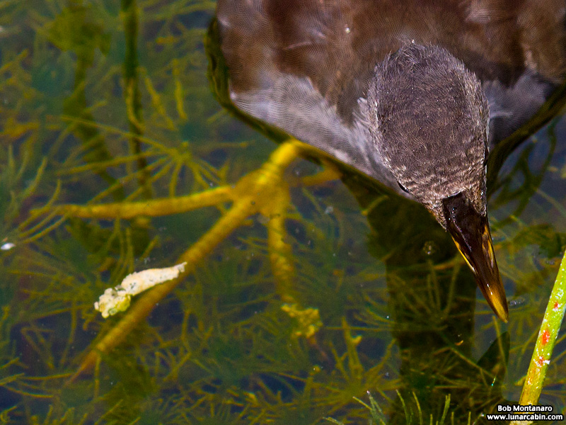 green_cay_moorhens_150731_10