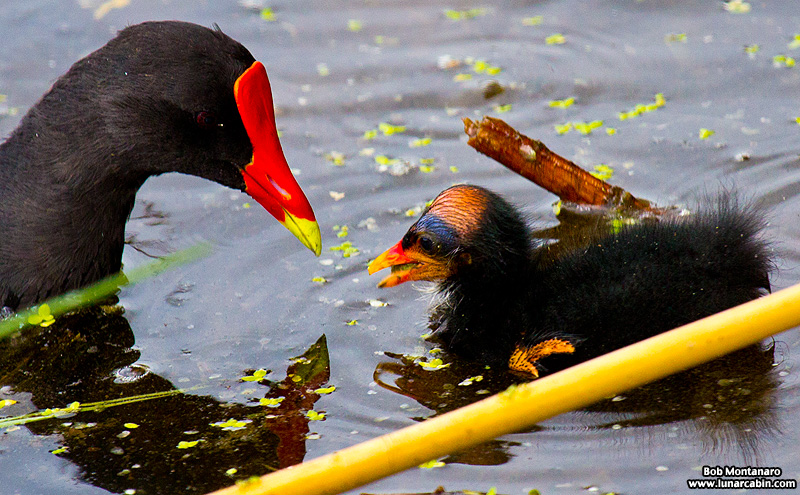 green_cay_moorhens_150731_5