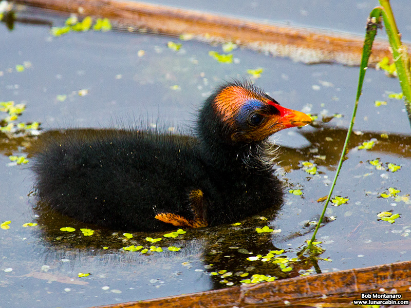 green_cay_moorhens_150731_6