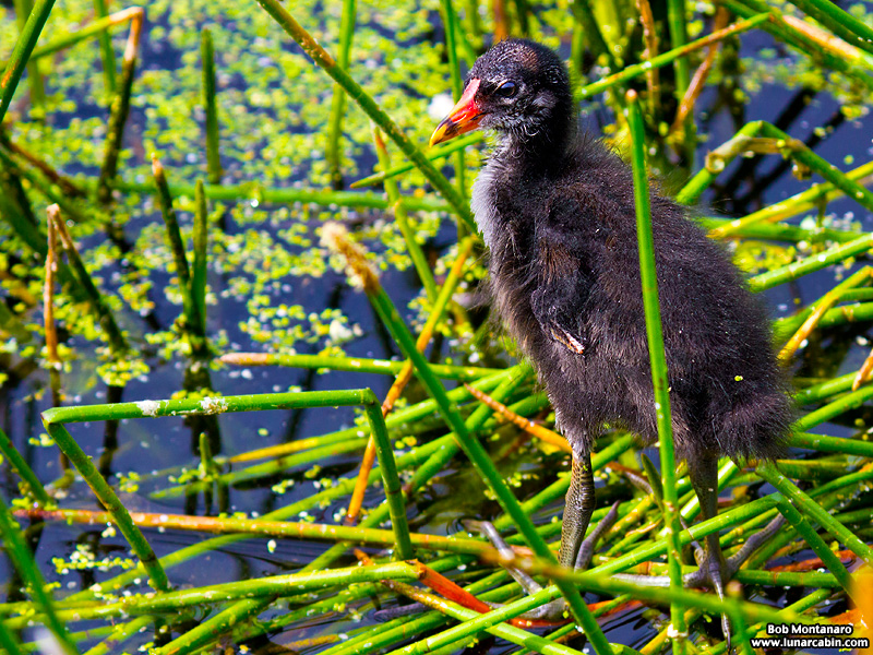 green_cay_moorhens_150731_8