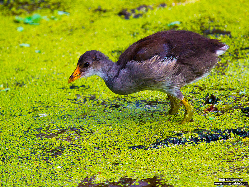 green_cay_moorhens_150731_9