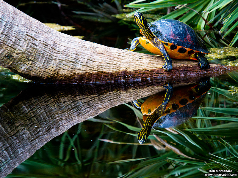 green_cay_wildlife_150731_1