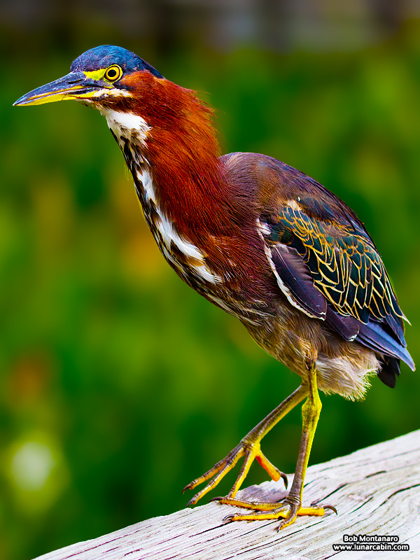 green_cay_wildlife_150731_3