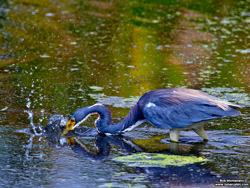 green_cay_wildlife_150731_4