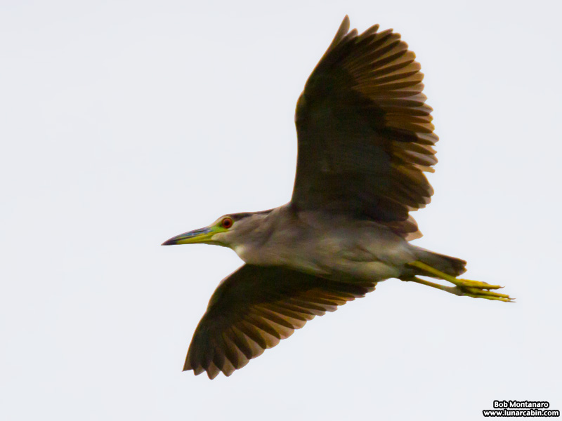 green_cay_wildlife_150731_5