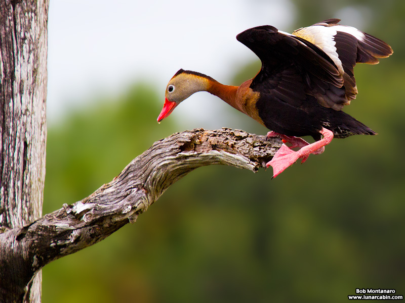 green_cay_wildlife_150731_6