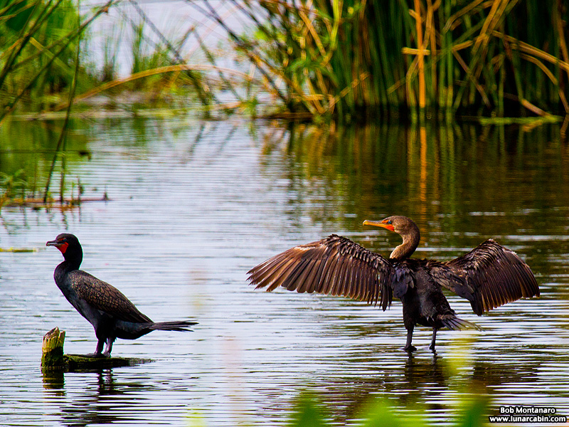 green_cay_wildlife_150731_8