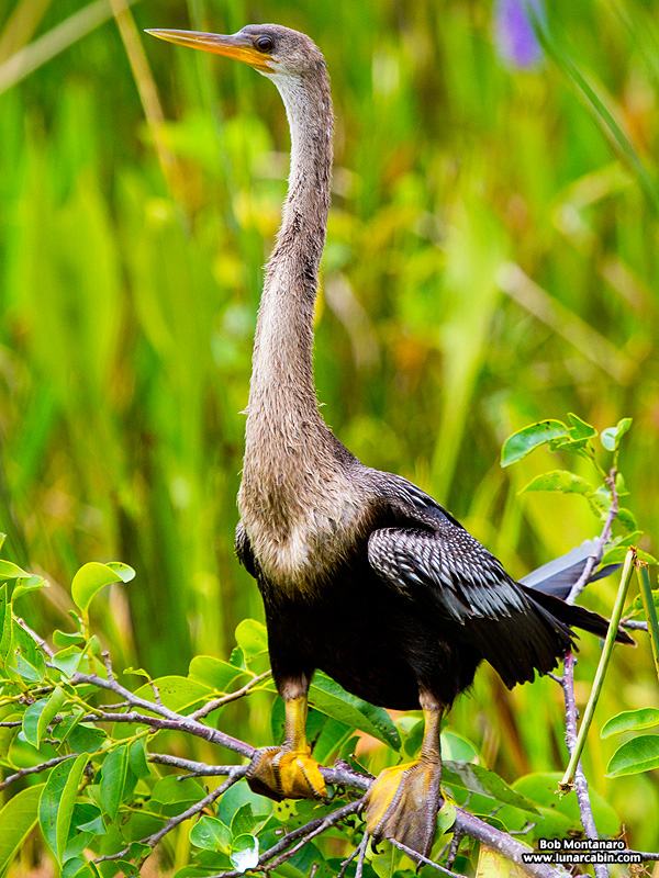 green_cay_wildlife_150731_9