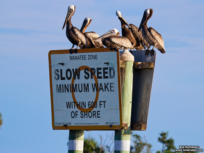 pelican_island_150815_10