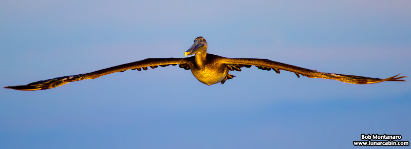 pelican_island_150815_4