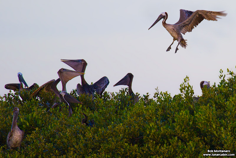 pelican_island_150815_5