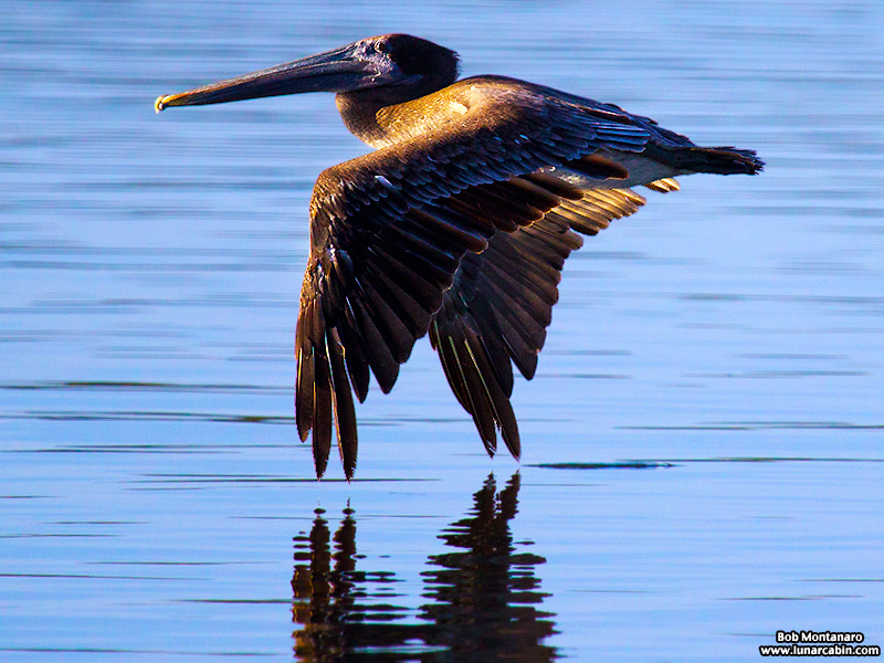 pelican_island_150815_6