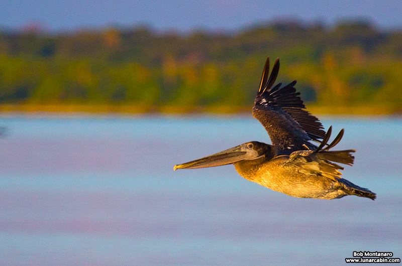 pelican_island_150815_7