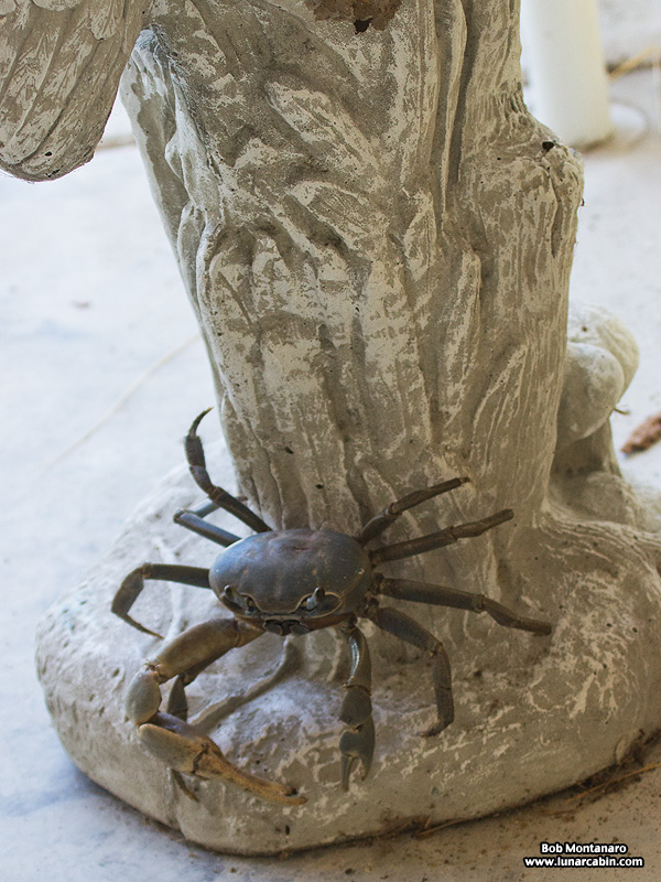 AH_land_crab_150831_11