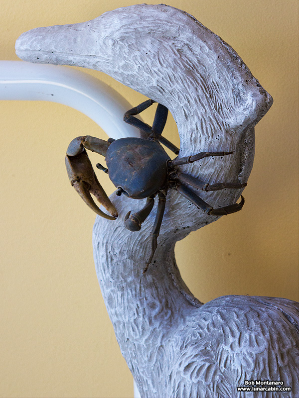 AH_land_crab_150831_3