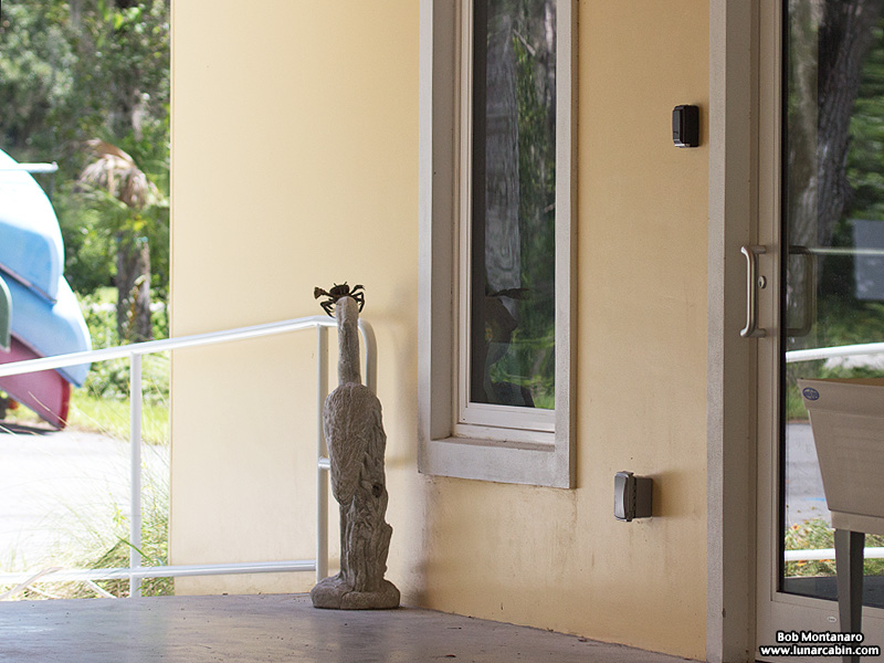 AH_land_crab_150831_7