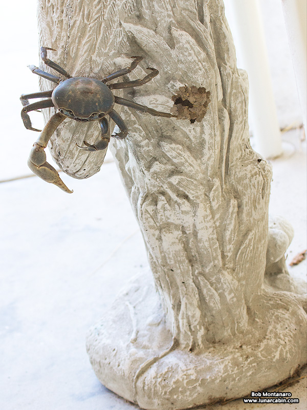 AH_land_crab_150831_9