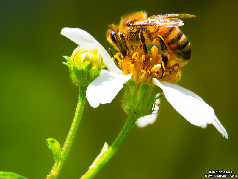 teaching_garden_150911_6