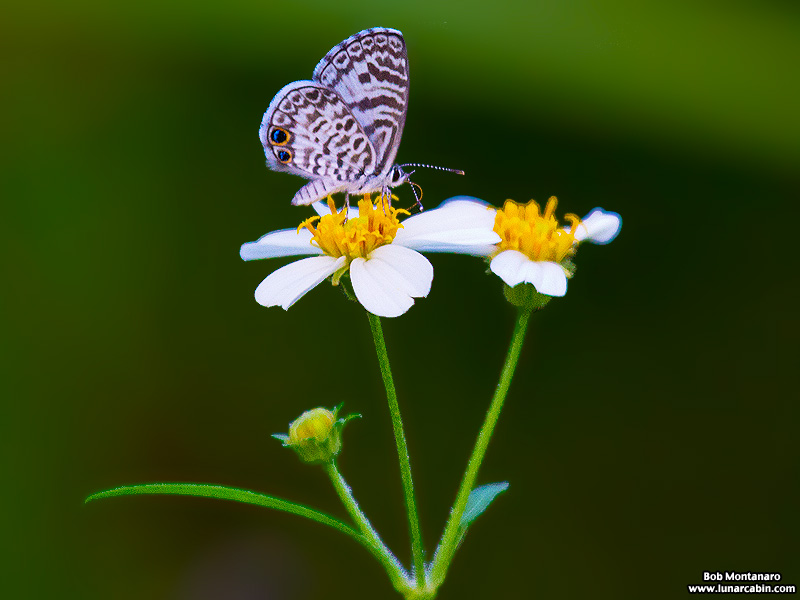 turkey_creek_150905_10