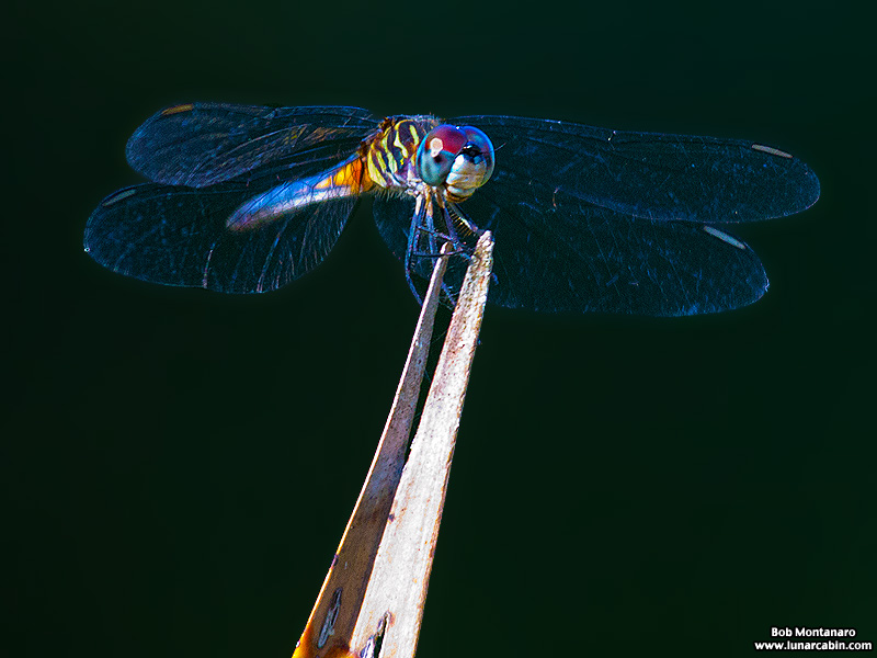 turkey_creek_150905_2