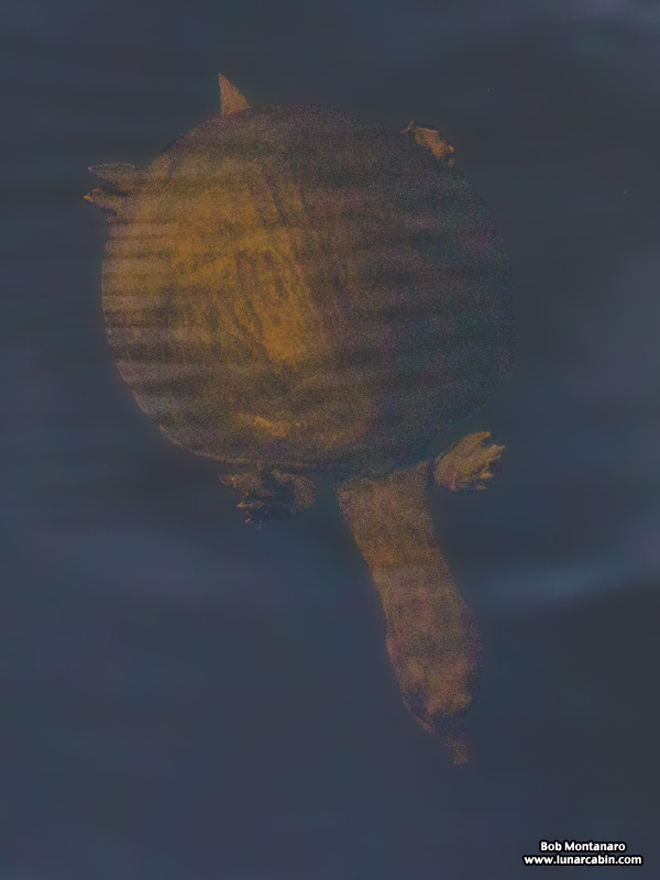 turkey_creek_150905_5