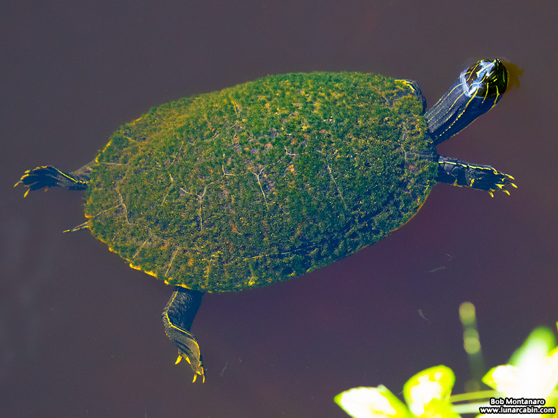 turkey_creek_150905_6