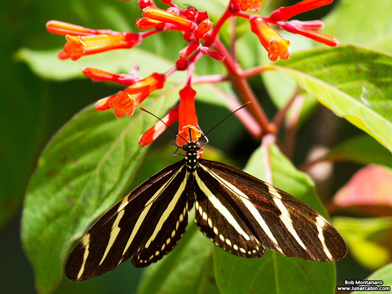 turkey_creek_150905_9