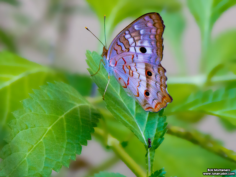audubon_house_151121_2