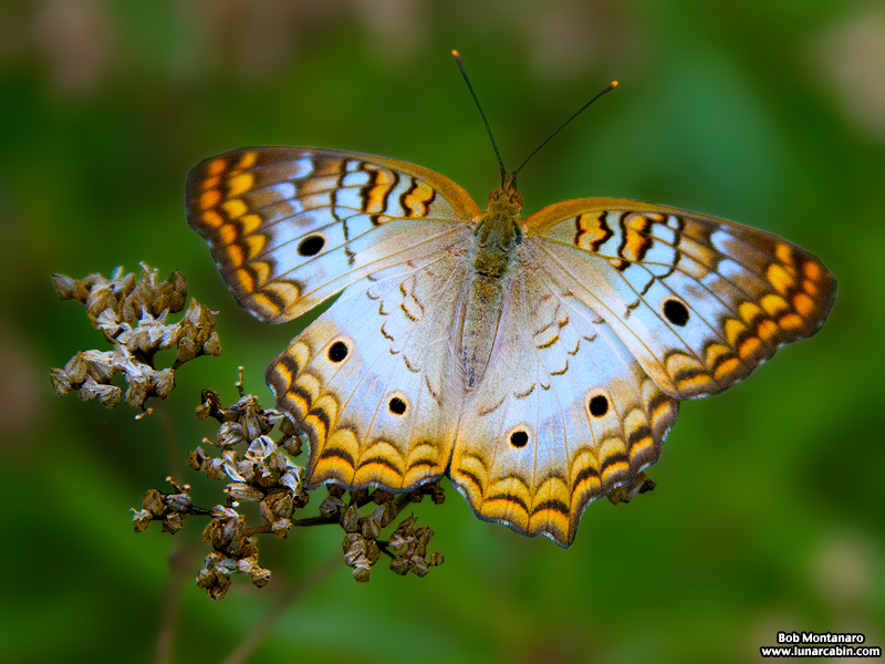 audubon_house_151121_4