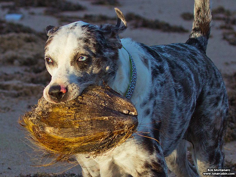 blustery_beach_151125_7