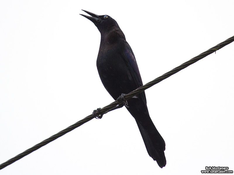 frog_in_throat_151204_3