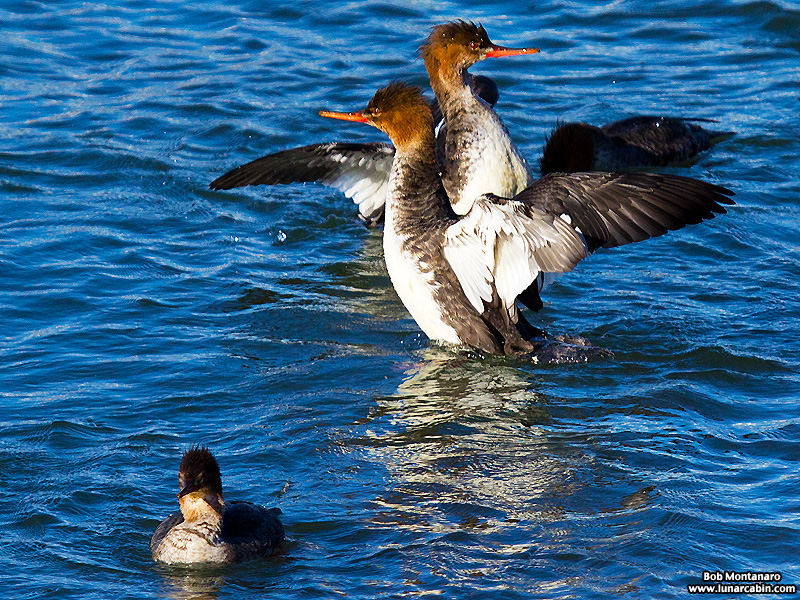 inlet_interlude_151216_6