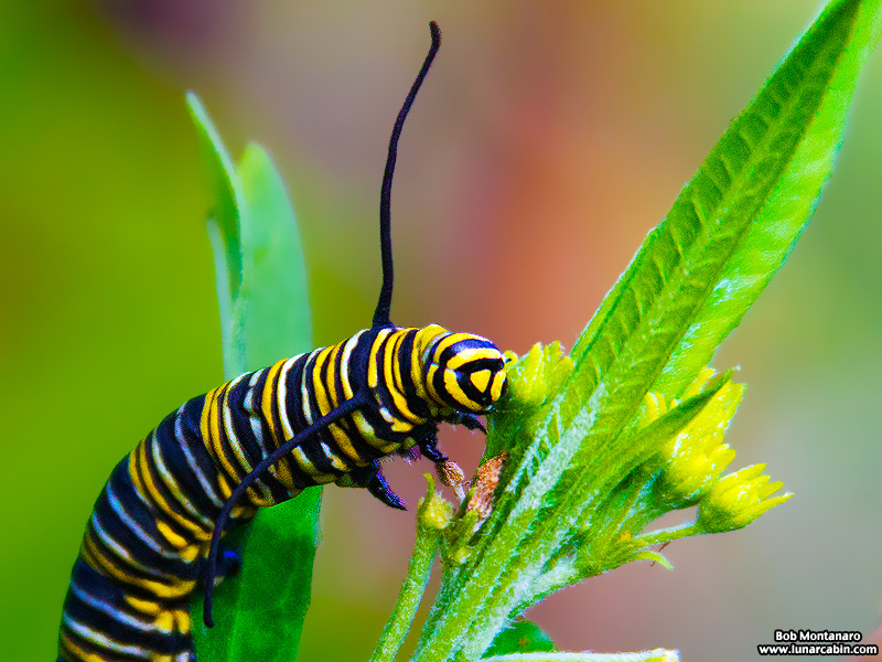 monarch_larva_151212_1