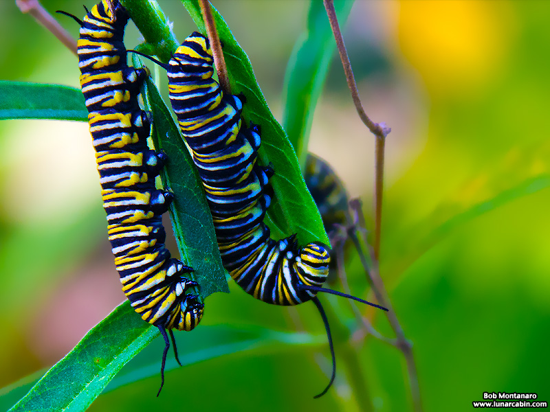 monarch_larva_151212_2