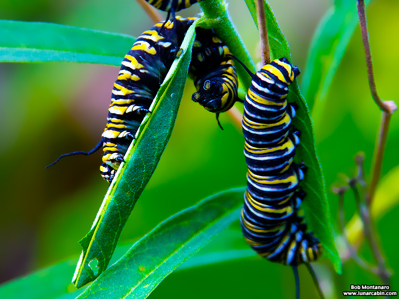 monarch_larva_151212_3