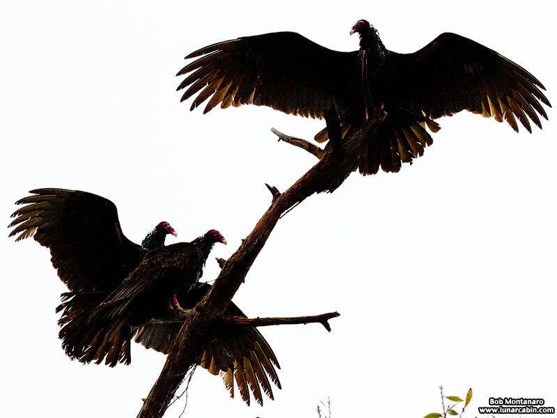 soggy_vultures_151208_1