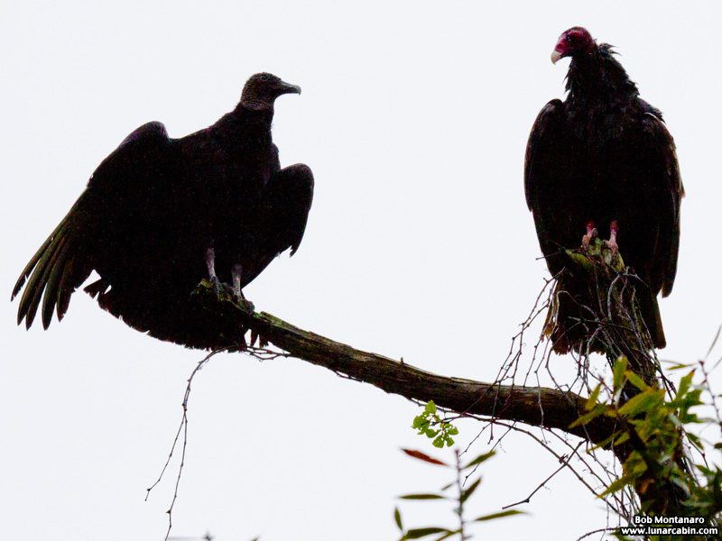 soggy_vultures_151208_3